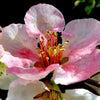 Toyo Nishiki Flowering Quince