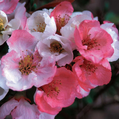 Toyo Nishiki Flowering Quince