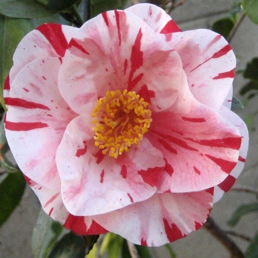 Tricolor Siebold Camellia