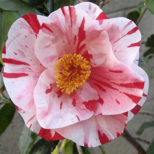 Tricolor Siebold Camellia