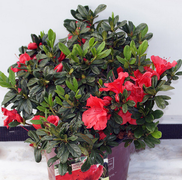 Autumn Sunset® Encore Azalea - 3 gallon container – Lots of Plants