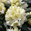 Capistrano Rhododendron