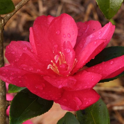 Christmas Rose Camellia