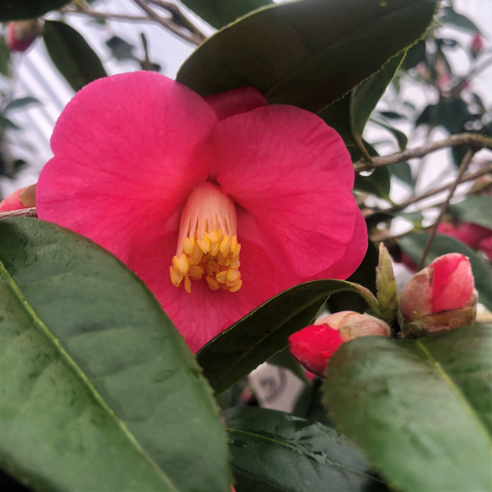 Crimson Candles Camellia 3 gallon container Lots of Plants