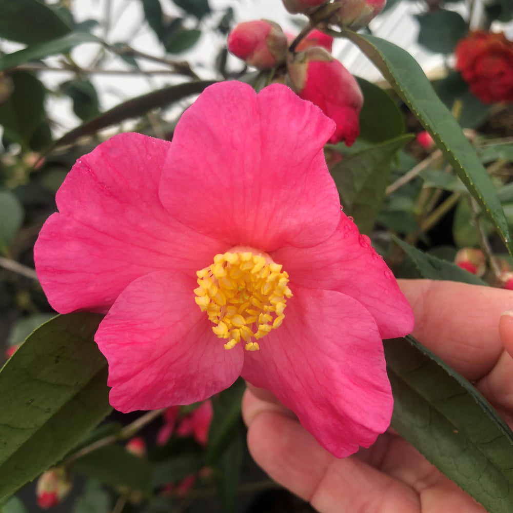 Crimson Candles Camellia 3 gallon container Lots of Plants