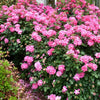 Double Pink Knock Out® Rose