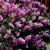 Bloomerang® Dark Purple Lilac
