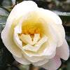 Elaine Lee Camellia