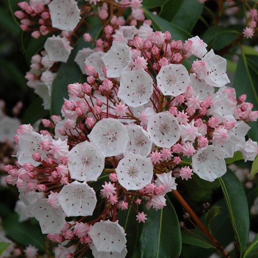 Elf Mountain Laurel - 2 or 6 gallon container – Lots of Plants