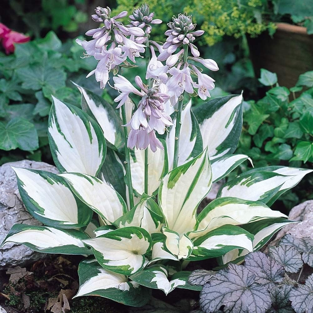 Fire and Ice Hosta