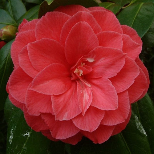 C.M. Hovey Camellia