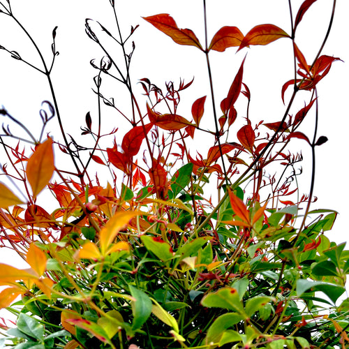Gulf Stream Nandina- 3 Gallon