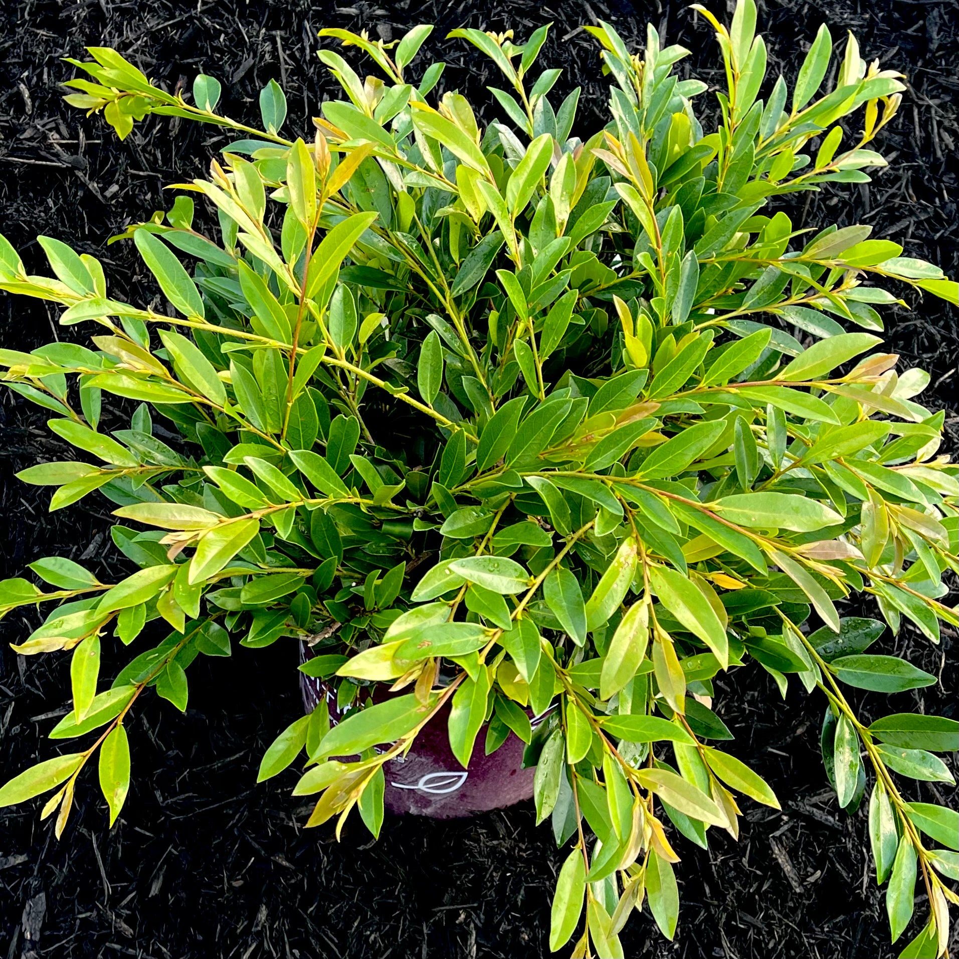 vintage jade distylium plant Vintage Jade™ Distylium