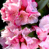 Mardi Gras Rhododendron