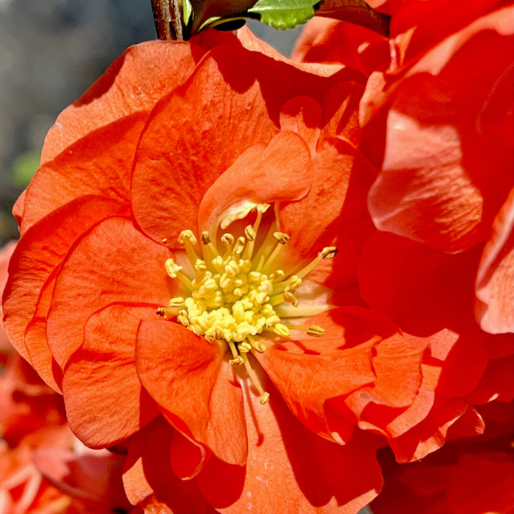 Double Take™ Orange Storm Quince Starter Plant