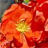 Double Take™ Orange Storm Quince Starter Plant