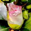 Setsugekka Camellia