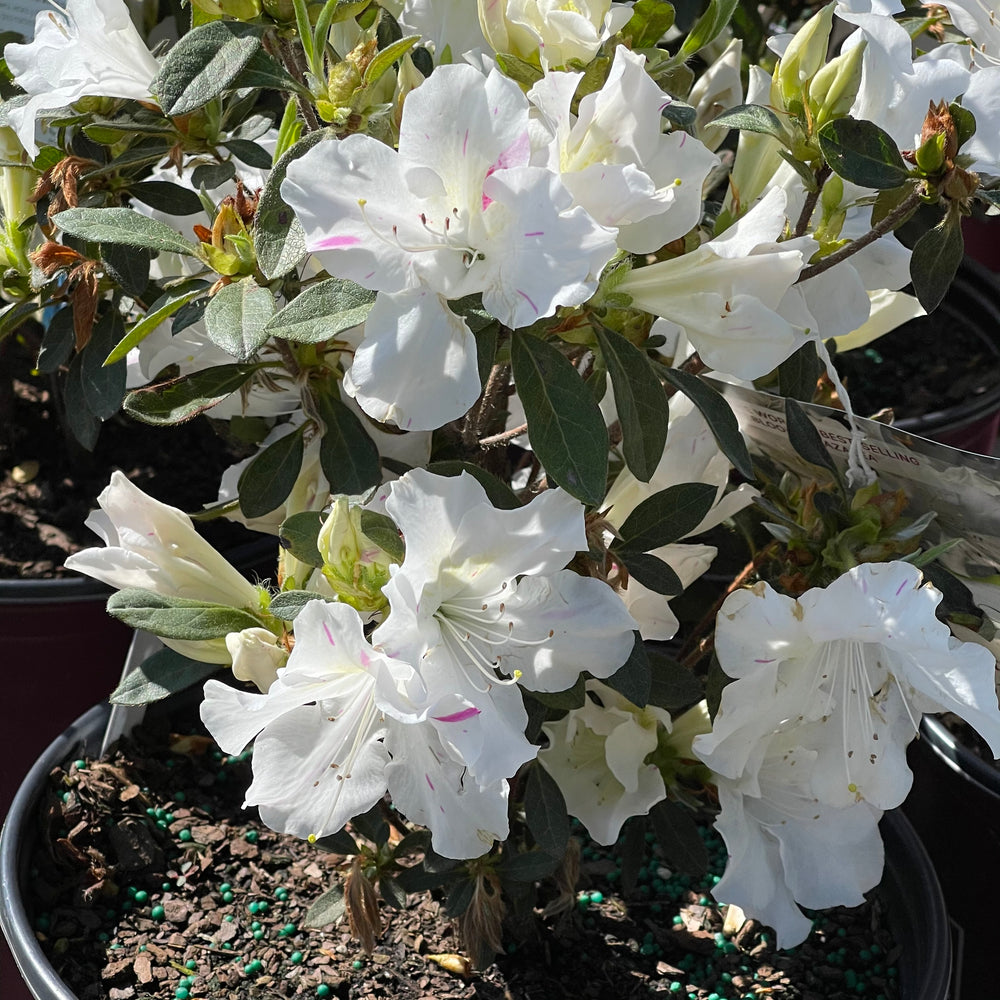 Autumn Lily® Encore Azalea 3 gallon container Lots of Plants