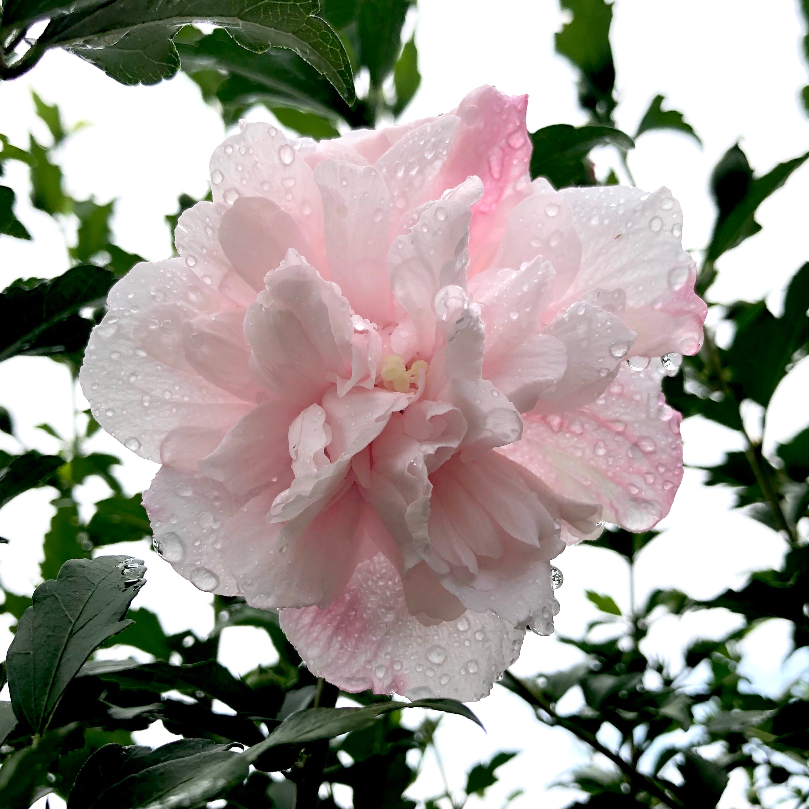 Pink Chiffon® Hibiscus 'Rose of Sharon' - 3 or 7 gallon container – Lots of  Plants