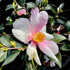 Yume Camellia