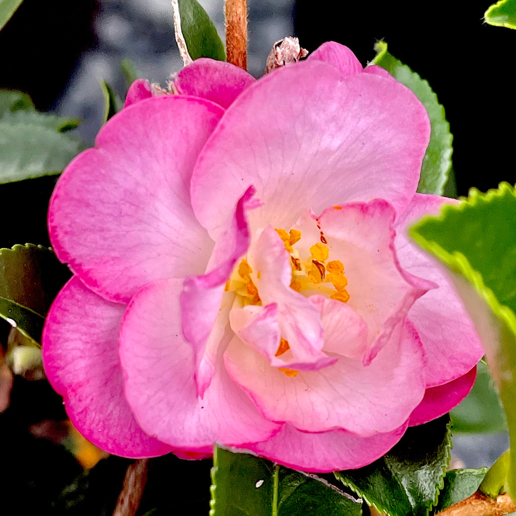 October Magic® Orchid™ Camellia - 3 gallon container – Lots of Plants October Magic® Orchid™ Camellia - 3 gallon container – Lots of Plants