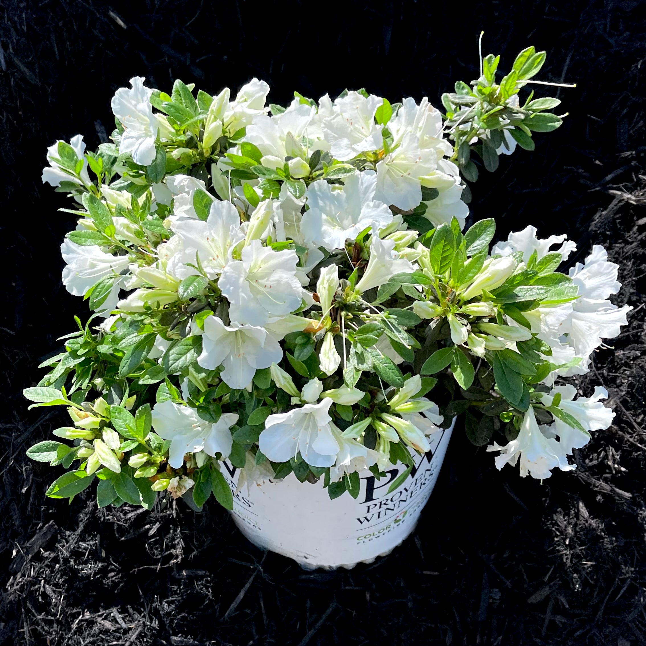 Bloom-A-Thon® White Azalea
