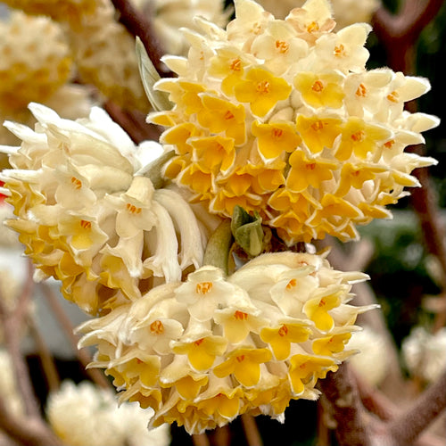Edgeworthia Chrysantha Paperbush