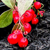 Cherry Berries™ Wintergreen