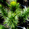 Monkey Puzzle Tree