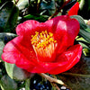 Korean Fire Cherry Red Camellia