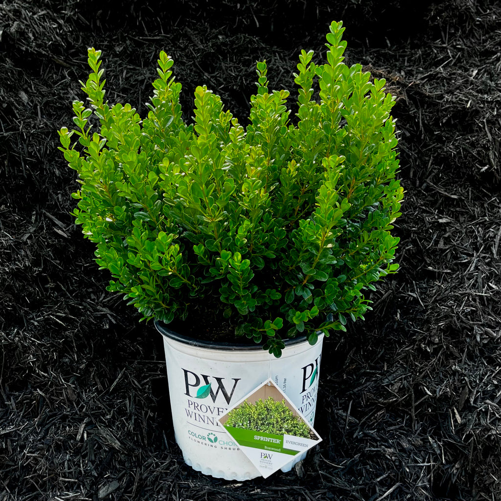 Container Boxwoods Sprinter® Boxwood - 3 or 7 gallon container – Lots of Plants