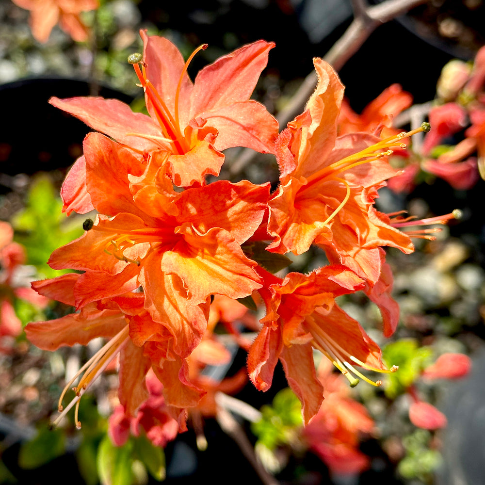 ＊Flower＊ Hedge & Shrub Plants & Seeds Live Plant Fom Geen Pomise Fams