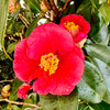 Unryu "Zig Zag" Camellia