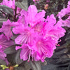 PJM Rhododendron