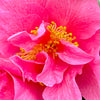 Arctic Dawn Camellia