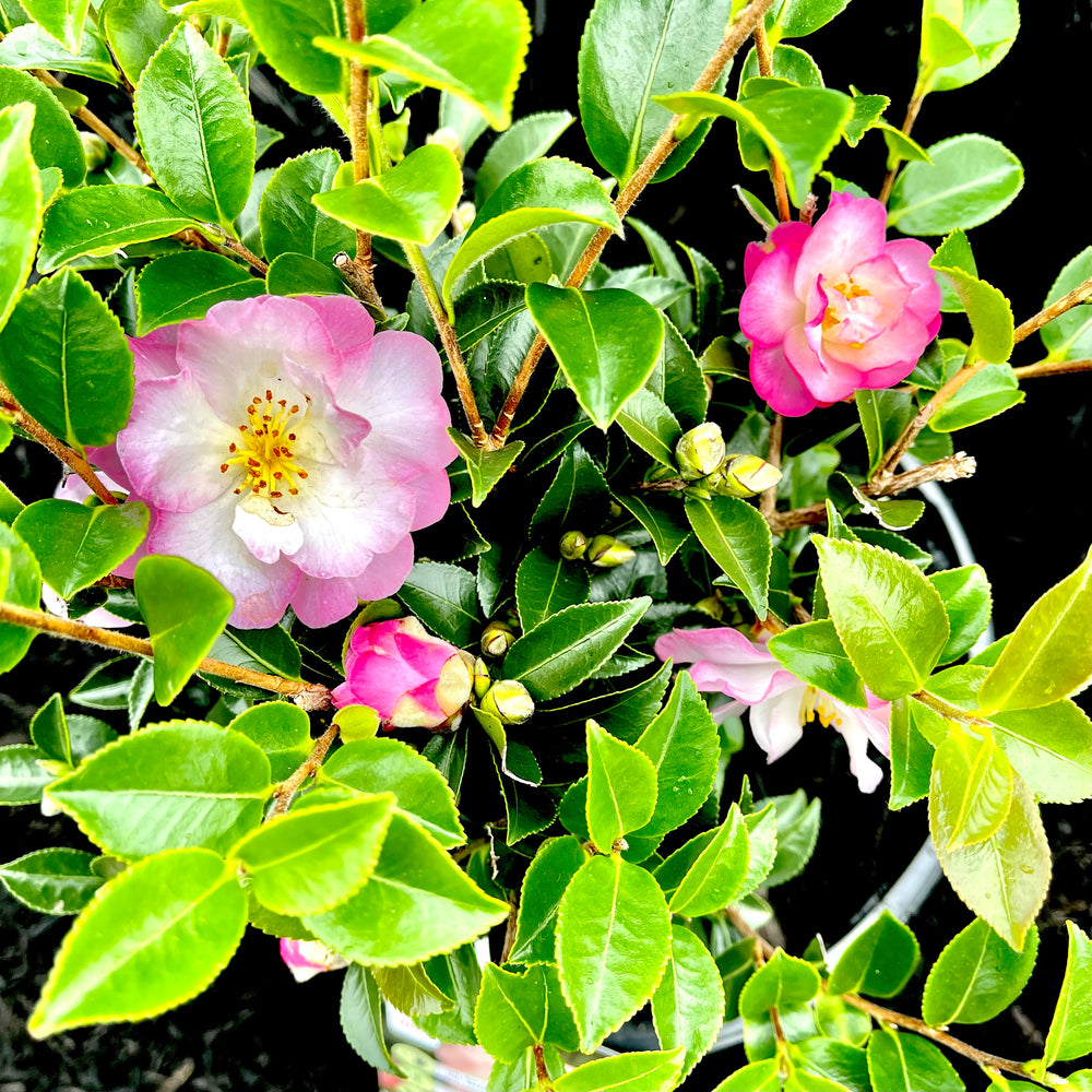 October Magic® Orchid™ Camellia - 3 gallon container – Lots of Plants