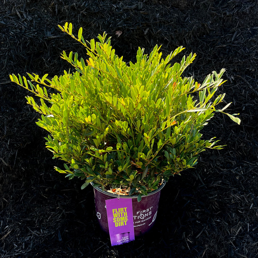 cinnamon jade plant Cinnamon Girl™ Distylium