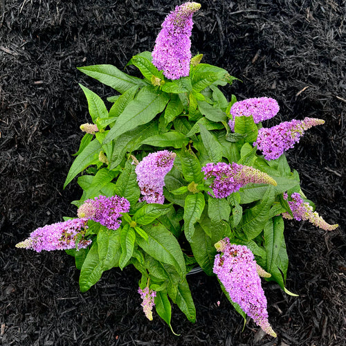 Pugster Amethyst Butterfly Bush- 3 Gallon