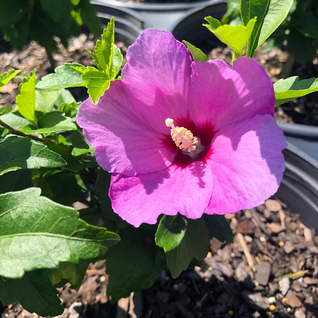 Lil' Kim® Violet Hibiscus 'Rose of Sharon' - 3 gallon container