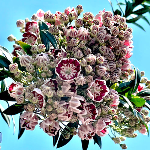 Minuet Mountain Laurel- 2 Gallon