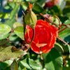 Coral Knock Out® Rose