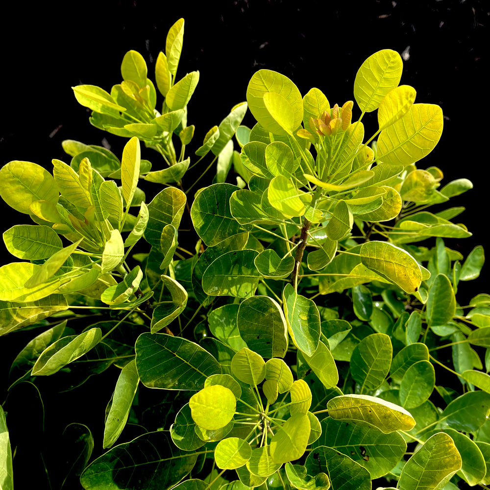 Winecraft Gold Smokebush 3 gallon container Lots of Plants