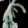 Slenderina® Weeping Blue Spruce