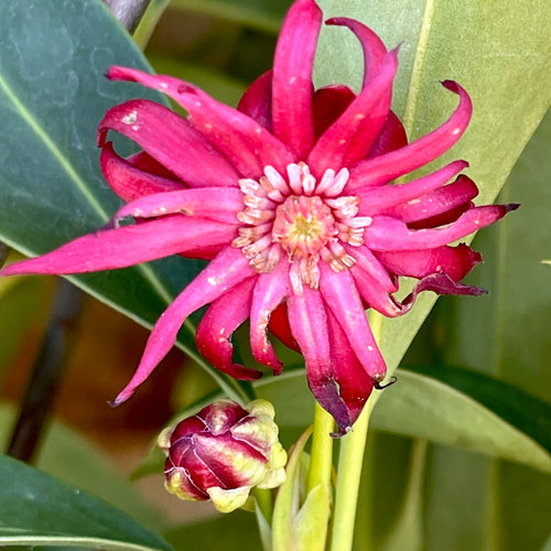 Woodland Ruby Illicium Anise- 3 Gallon