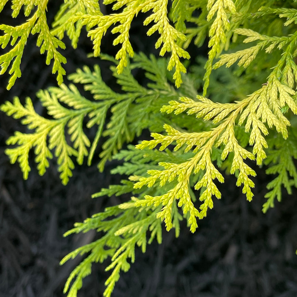 Vintage Gold Cypress 3 gallon container Lots of Plants