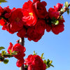 Double Take™ Scarlet Storm Quince - 7 Gallon