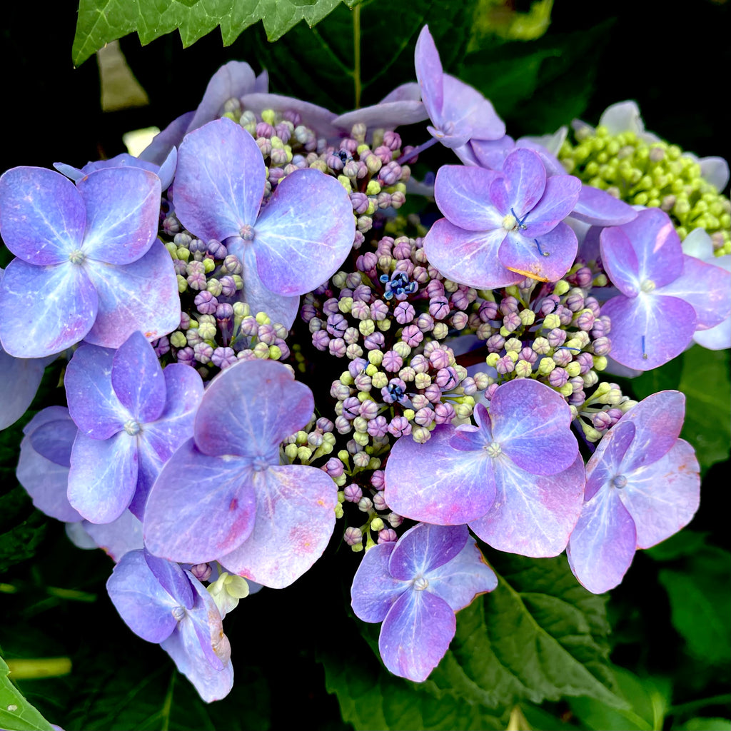 Twist and Shout® Bigleaf Hydrangea - 3 gallon container – Lots of Plants