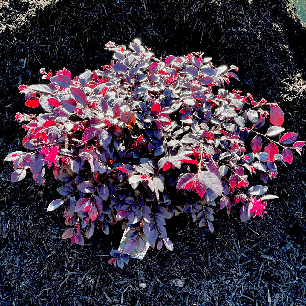 Cerise Charm Loropetalum 3 gallon container Lots of Plants