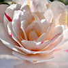 April Dawn Camellia