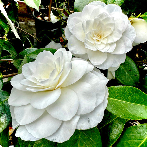 Camellia – Tea Scale  Walter Reeves: The Georgia Gardener